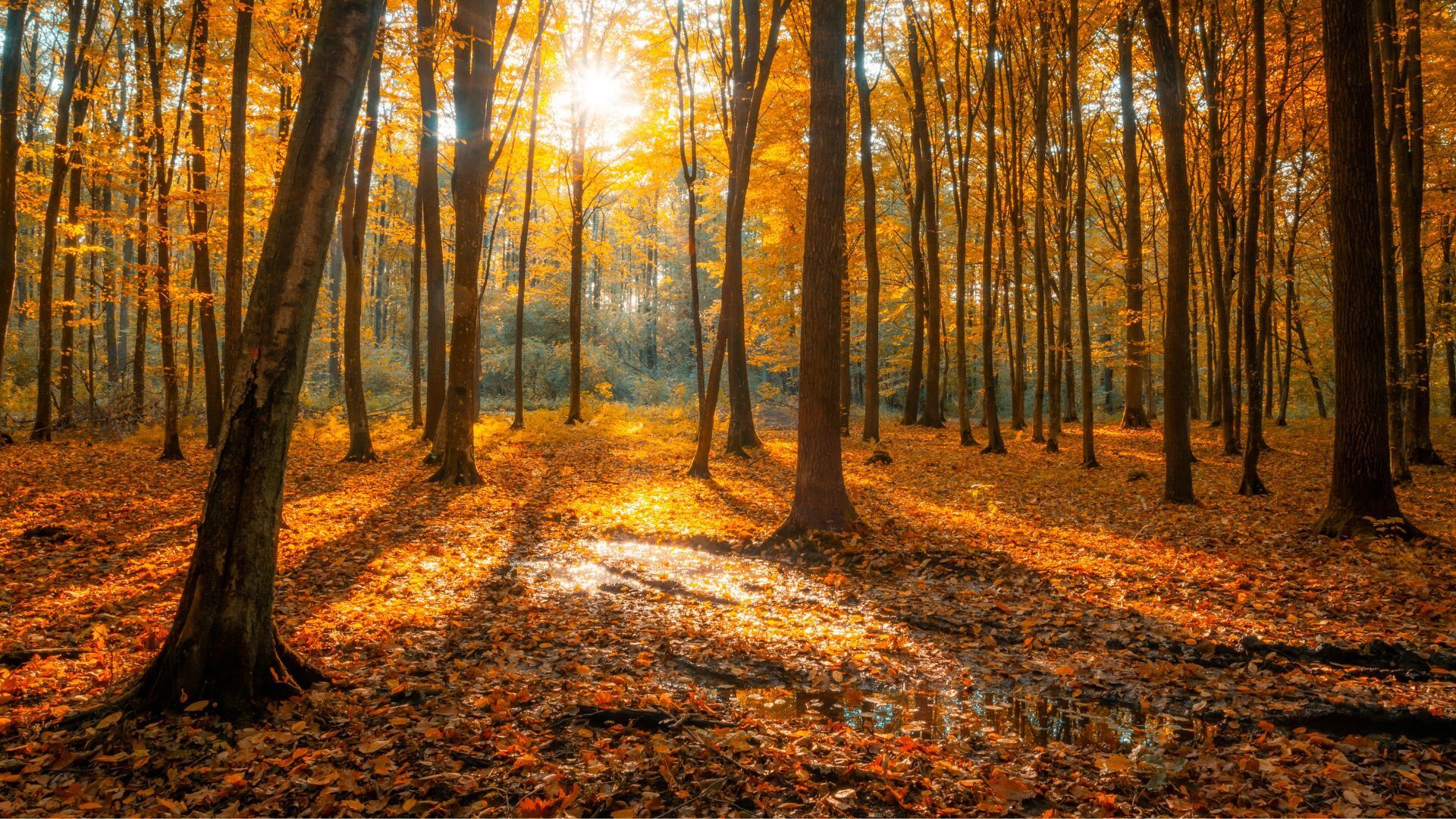 Titelbild Herbstferien September 2025