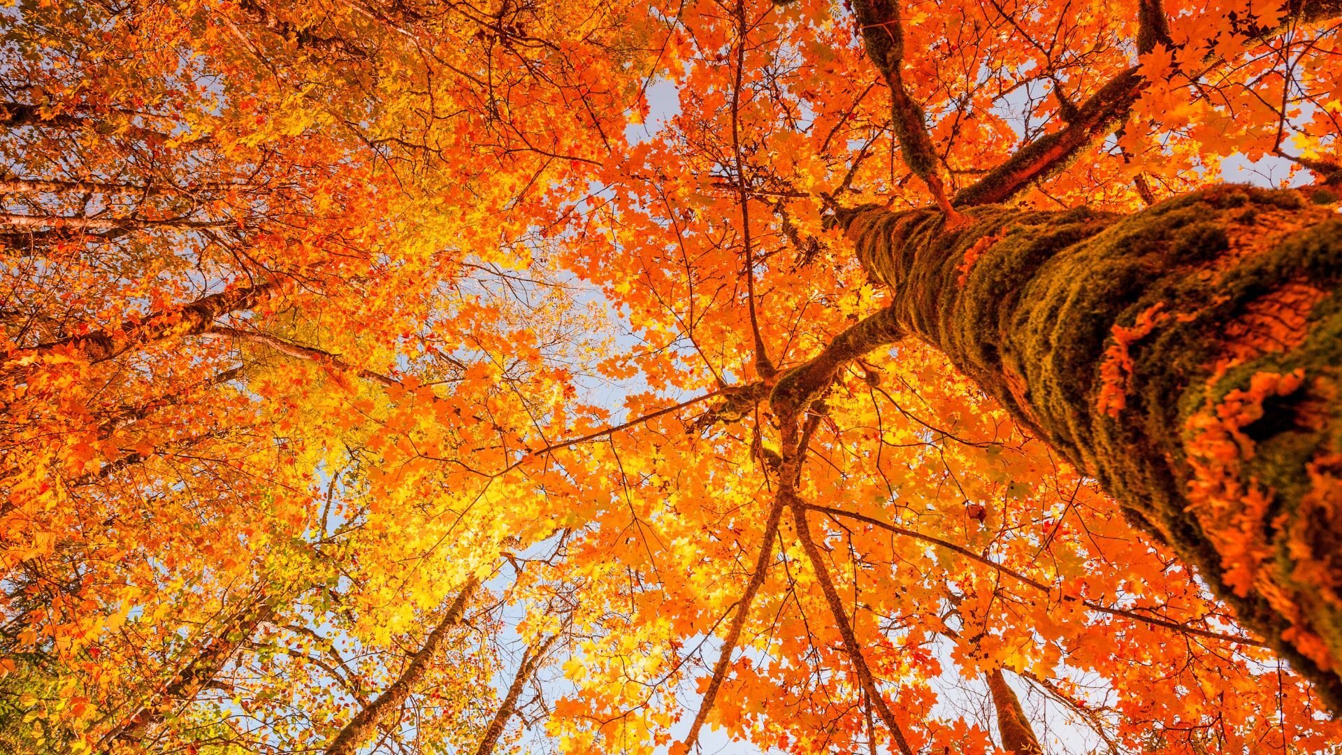 Titelbild Herbstferien September 2026