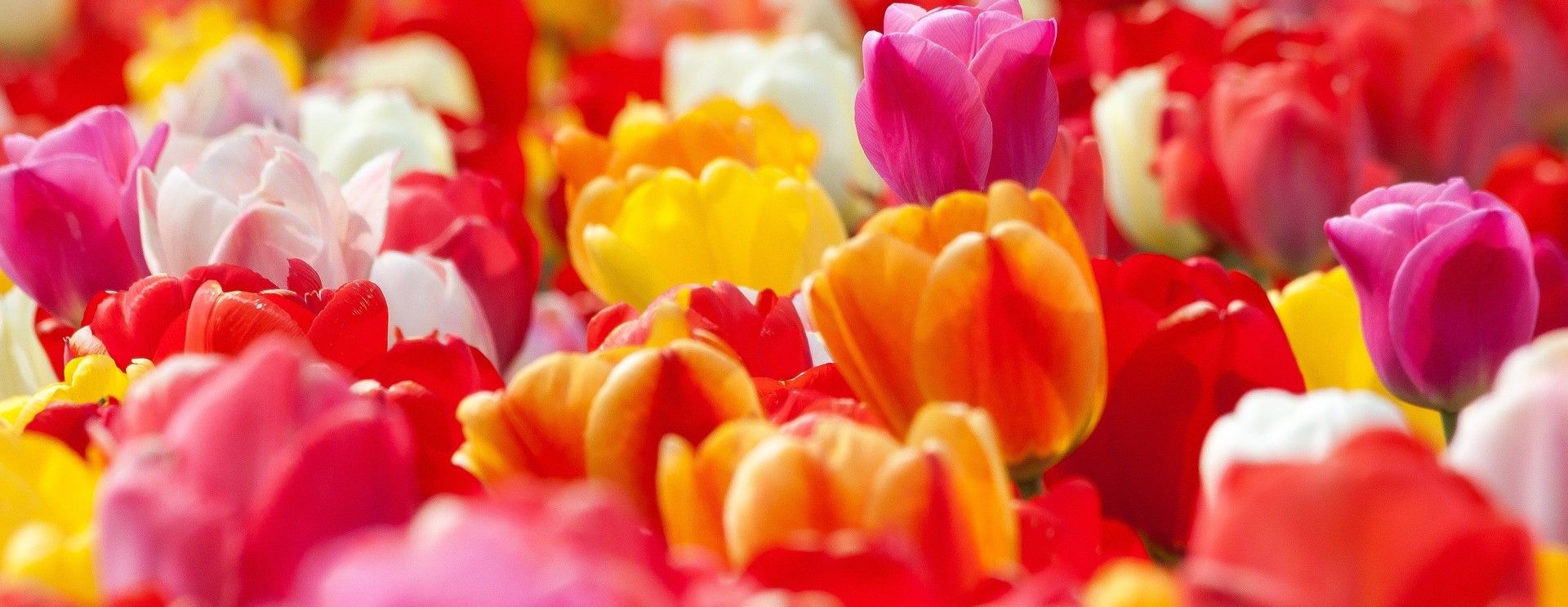 Tulpen Mai