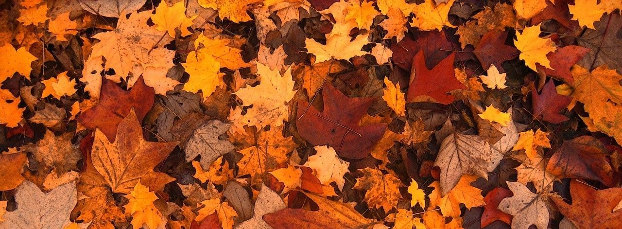 autumn-111315_1280
