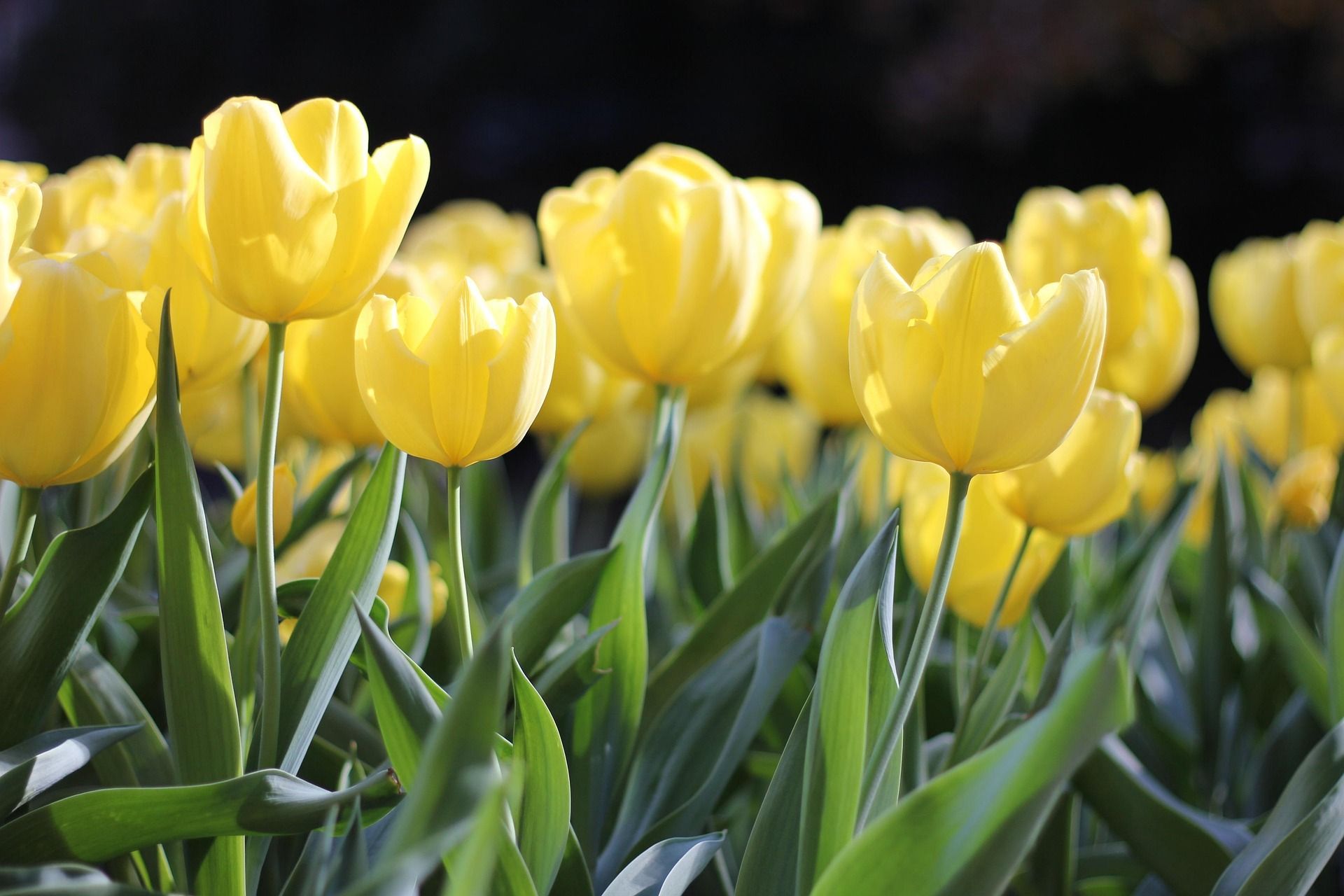 flowers-1083572_1920