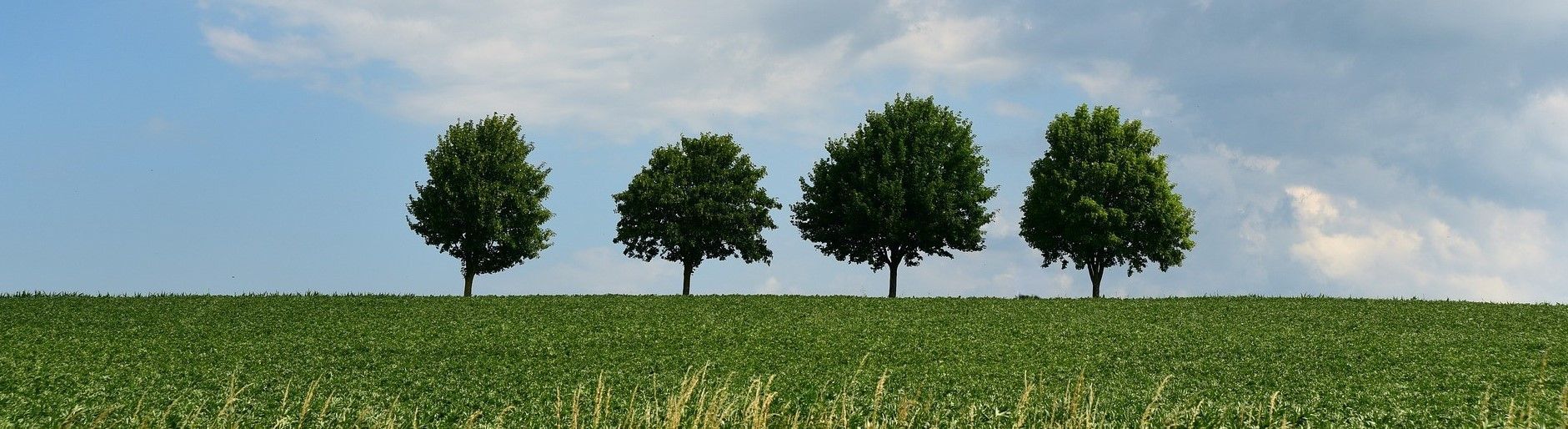 trees-3491745_1920